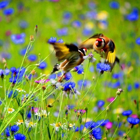 Wildflowers for Wild Birds